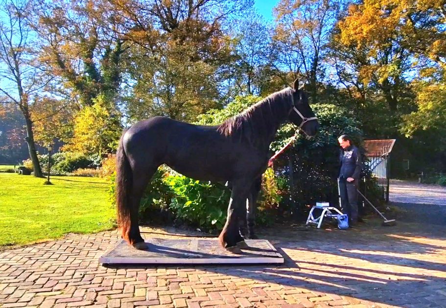 Fries merrie 1.60 531 KG Paard en Gewicht