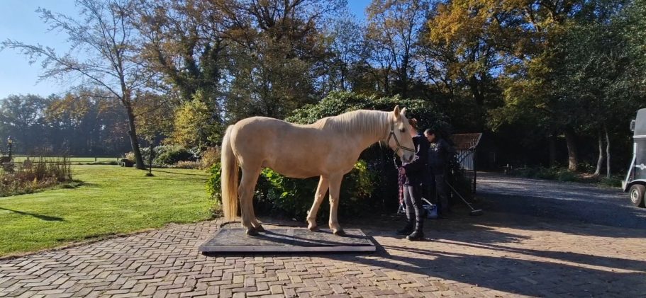 Andalusiër 1.57 582KG Paard en Gewicht